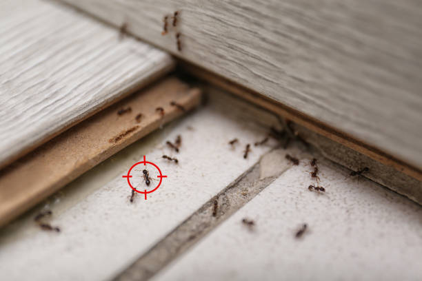 Best Pest Control Treatment  in Island Park, NY
