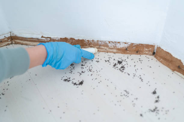 Trusted Island Park, NY Pest Control Experts